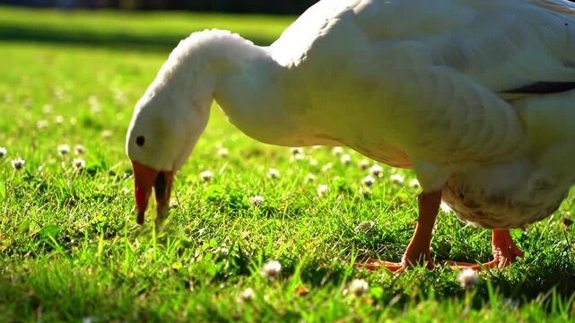 A white domestic goose grazes on a lush green lawn in the warm afternoon sun.