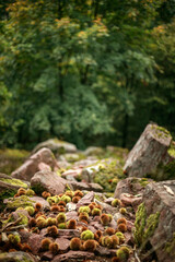 Chestnuts still in their spiky burrs covering rocky, mossy ground in an autumn forest