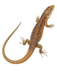 Lizard illustration with detailed scales and long tail, showcasing natural pose and vibrant colors