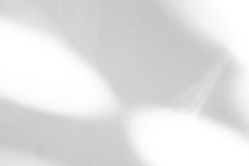 Abstract natural tree branch leaves shadow on white wall background