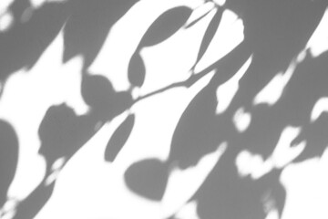 Fototapeta na wymiar Abstract natural tree branch leaves shadow on white wall background
