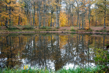La mare aux Evées, Massif de la forêt de Fontainebleu, 77, Seine et Marne , France