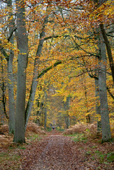 Massif de la forêt de Fontainebleu, 77, Seine et Marne , France