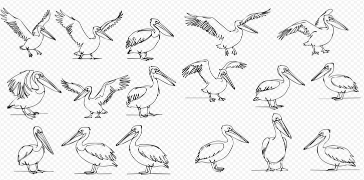 A collection of hand-drawn pelican illustrations, showcasing the birds in various dynamic poses like standing, walking, and flapping their wings.