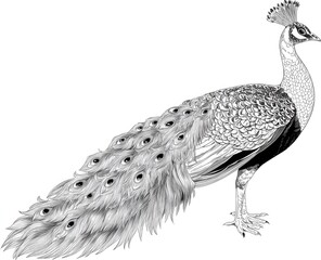 Elegant peacock illustration in black and white on plain background
