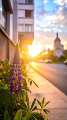 Sunset illuminates a city street, a vibrant purple flower in the foreground