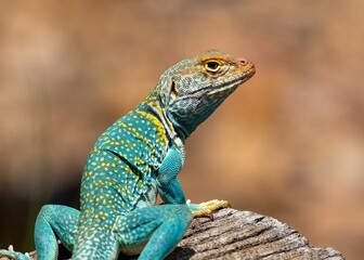 Turquoise, orange and yellow lizard on log