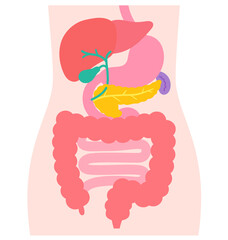 消化器系　肝臓　胆嚢　膵臓　胃　十二指腸　臓器の構造