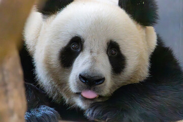 The giant panda (Ailuropoda melanoleuca) also known as the panda bear