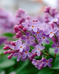 Fototapeta premium Macro Close Up of Purple Lilac Flowers with Blurred Background and Green Leaves