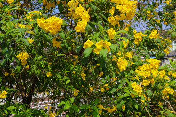 Fototapeta premium Yellow trumpet shrub, Yellow trumpet tree, Yellow tecoma against blue sky.