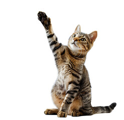 a cat is sitting on its hind legs, reaching up with one paw to touch something above its head. transparent background.
