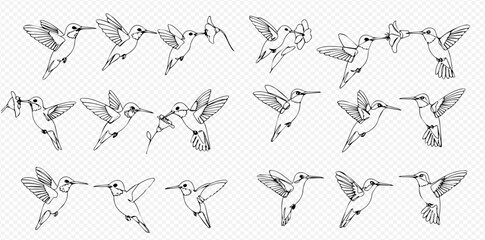 A collection of hand-drawn hummingbird illustrations showing various flight patterns, hovering, and interacting with each other.