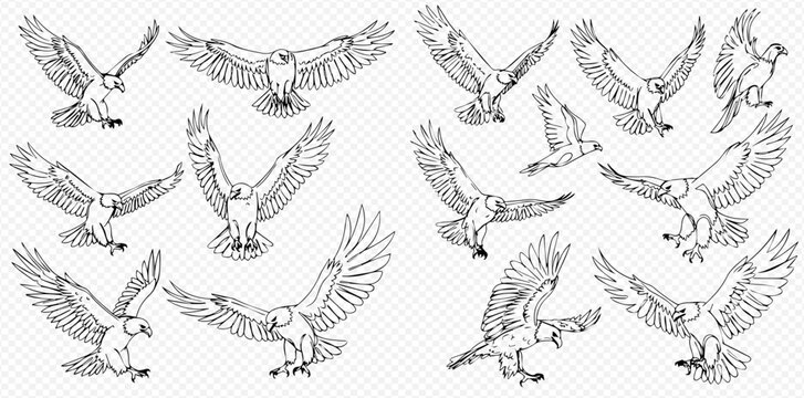 A collection of hand-drawn eagles and hawks in various dynamic flying, soaring, and landing poses.