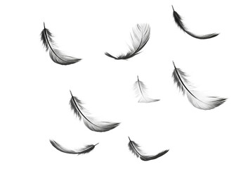 A collection of delicate black feathers gracefully falling and floating in a dark void creating a sense of mystery and ethereal beauty