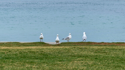 Seagulls Standing on the Shoreline at Port Campbell, Victoria, Australia