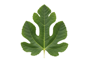 A single vibrant green fig leaf with distinct lobes and prominent veins is isolated against a stark black background showcasing its natural beauty and intricate detail