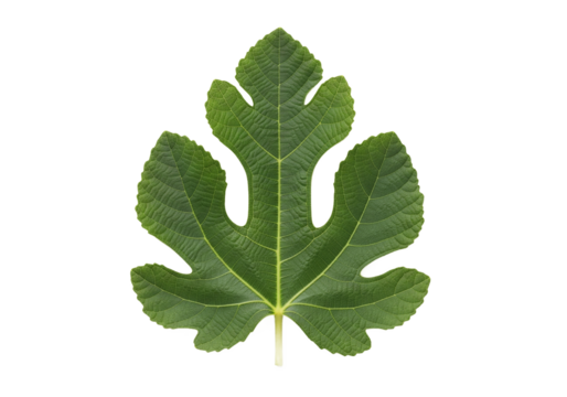 A single vibrant green fig leaf with distinct lobes and prominent veins is isolated against a stark black background showcasing its natural beauty and intricate detail