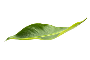 Obraz premium Tropical Palm Frond isolated on transparent background