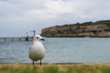 Seagulls Standing on the Shoreline at Port Campbell, Victoria, Australia