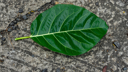 Green Leaves Nature Photography