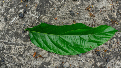 Green Leaves Nature Photography