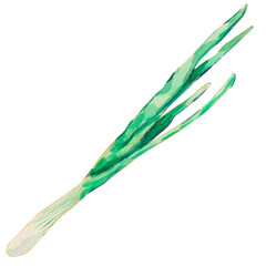 Green spring onion isolated on white. Watercolor scallion, green onion or spring onion. Chives. Ingredients for cooking. For food label, menu, recipes, vegetables, spices, gardening, harvesting