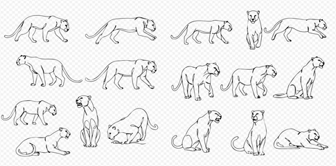 A detailed set of black line art illustrations depicting a panther in multiple poses and actions. © Lunara Arts