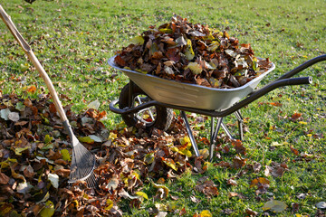 Râteau ou balai à feuilles sur un tas de feuilles mortes à côté d'une brouette remplie de feuilles sur la pelouse en automne