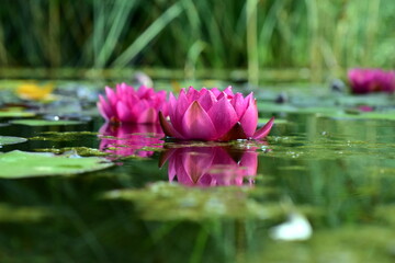Seerosen im Botanischen Garten in Freiburg