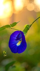Vibrant blue flower at sunset, soft bokeh background