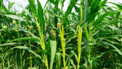 Obraz premium Corn Plant with Growing Cobs 