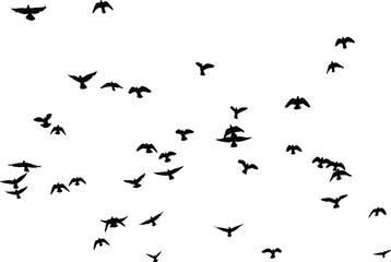  Bird Silhouettes Collection, Black Vector Birds in Flight and Perch Pigeons Sparrow Silhouette