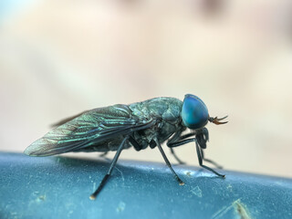 Close up of horse flies (Tabanidae), horse flies perch on tree branches