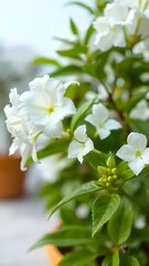 Blooming white jasmine flowers in sunlight, Beautiful Wallpaper