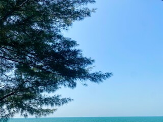 Beautiful pine tree branches against a clear blue sky and turquoise sea horizon. Tropical beach landscape, summer vacation vibes, and nature background for travel and serenity themes. © Galeh Permadi