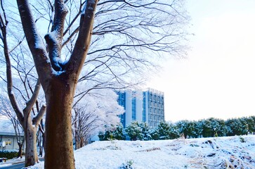 A snowy winter scene with frost-covered trees lining a road, and a modern building in the background under a bright blue sky. Represents cold weather, winter season, city park, and campus life. 