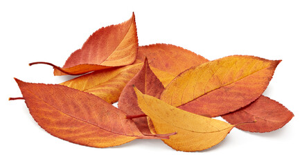 autumn leaves isolated on white background. clipping path