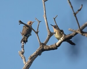 Northern Flicker