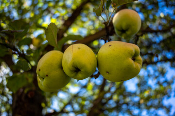 Group of healthy, riped  home growth yellow apples hanging from the tree on a beautiful autumn day.