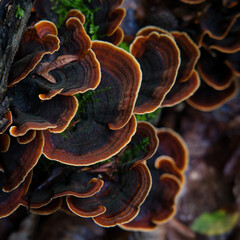 Colorful bracket fungi with concentric rings on decaying wood. Macro forest texture ideal for autumn themes, ecology visuals, and nature design.