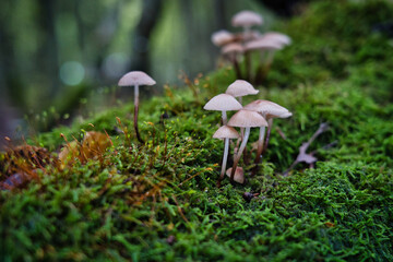 Dense cluster of wild brown mushrooms on mossy forest floor. Macro nature texture, perfect for autumn themes, ecology, and woodland storytelling.