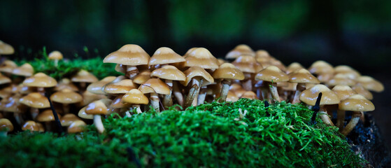 Dense cluster of wild brown mushrooms on mossy forest floor. Macro nature texture, perfect for autumn themes, ecology, and woodland storytelling.