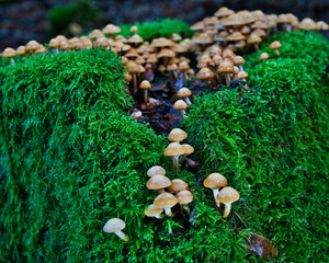 Dense cluster of wild brown mushrooms on mossy forest floor. Macro nature texture, perfect for autumn themes, ecology, and woodland storytelling.