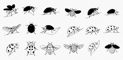 A diverse set of black and white line art illustrations featuring ladybugs and other beetles in multiple poses and views.