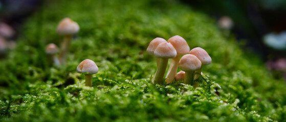 Dense cluster of wild brown mushrooms on mossy forest floor. Macro nature texture, perfect for autumn themes, ecology, and woodland storytelling.