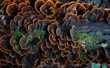 Colorful bracket fungi with concentric rings on decaying wood. Macro forest texture ideal for autumn themes, ecology visuals, and nature design.