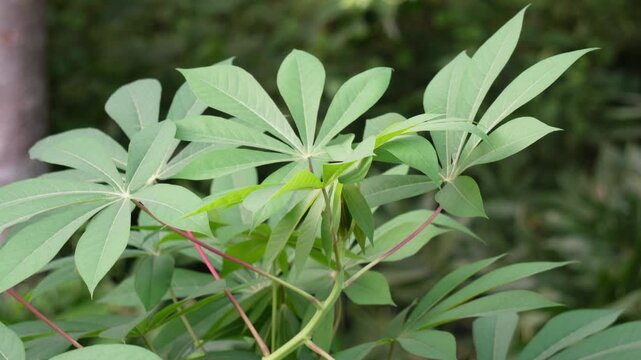 cassava plant also called manioc or yuca 