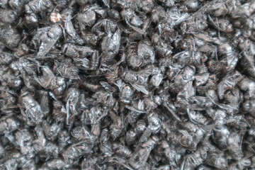 Macro view of multiple flies