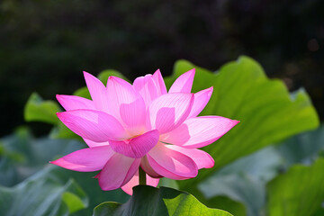 清らかに咲き誇る古代ハス。
2025年7月22日.25日東京都町田市薬師池公園で撮影
